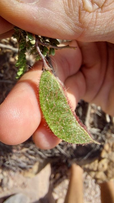 Arquita trichocarpa, photographed by Tomás Tamagno