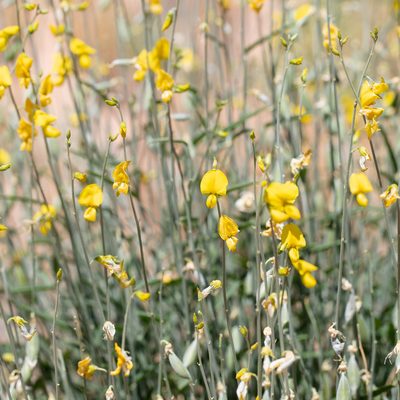 Crotalaria eremaea, photographed by Kym Nicolson