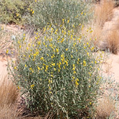 Crotalaria eremaea, photographed by Kym Nicolson