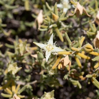 Gunniopsis quadrifida, photographed by Kym Nicolson