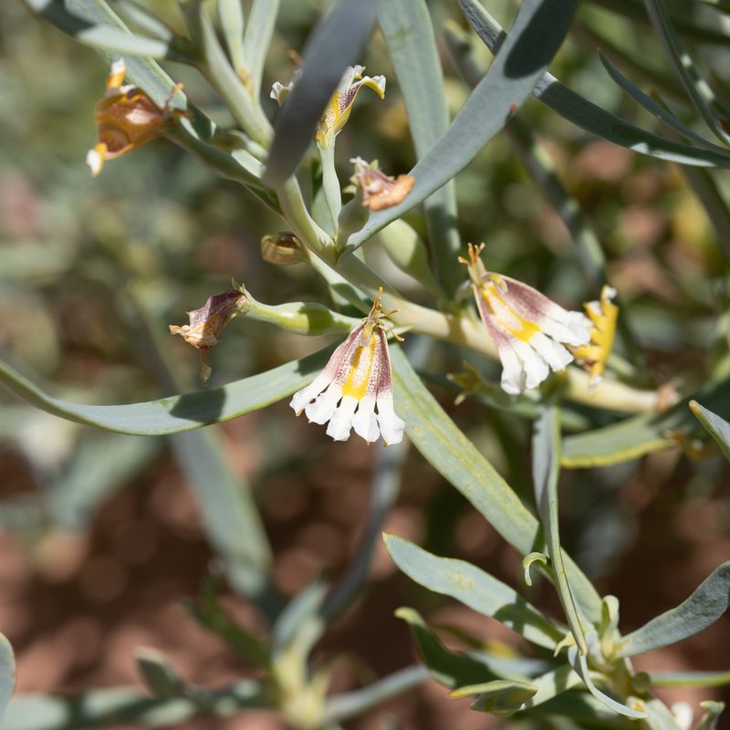 Goodenia collaris, photographed by Kym Nicolson