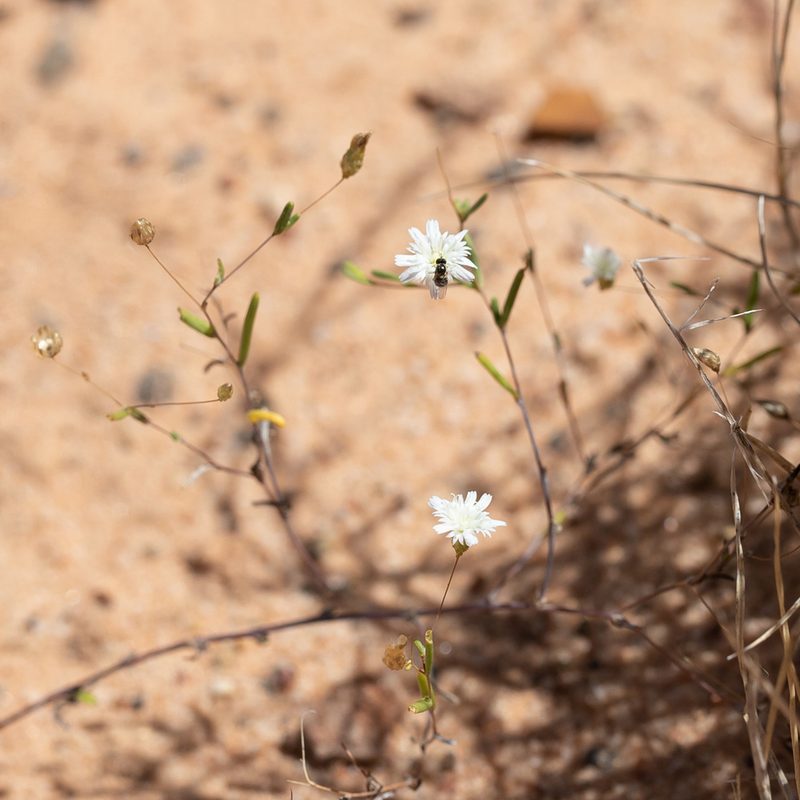 Podolepis capillaris, photographed by Kym Nicolson