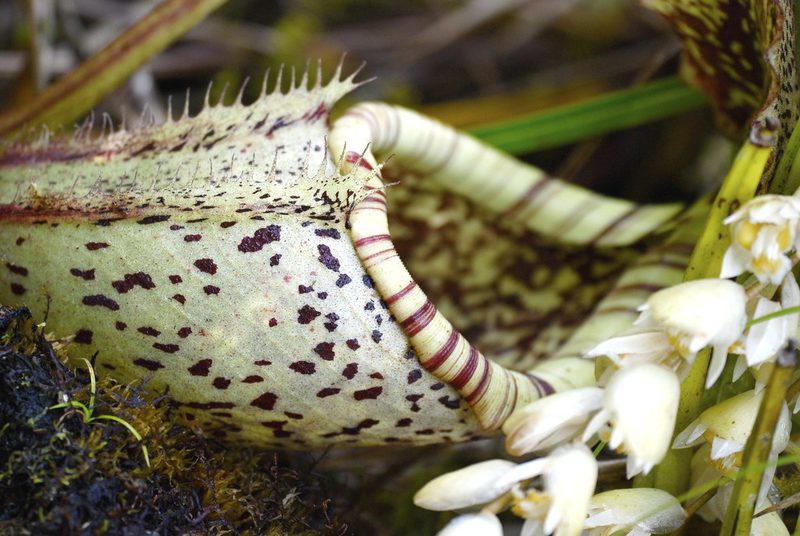 Nepenthes burbidgeae, photographed by Jay Pruett
