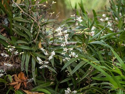 Earina autumnalis, photographed by Cara-Lisa Schloots