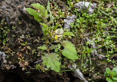 Rorippa palustris, photographed by Cara-Lisa Schloots
