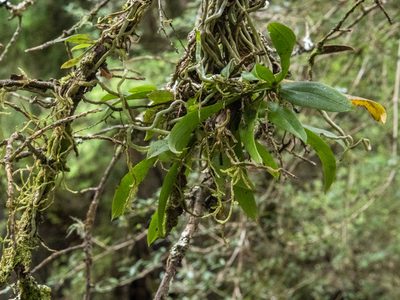 Drymoanthus adversus, photographed by Cara-Lisa Schloots