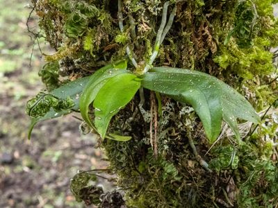 Drymoanthus adversus, photographed by Cara-Lisa Schloots