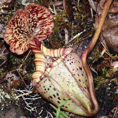 Nepenthes burbidgeae, photographed by Jay Pruett