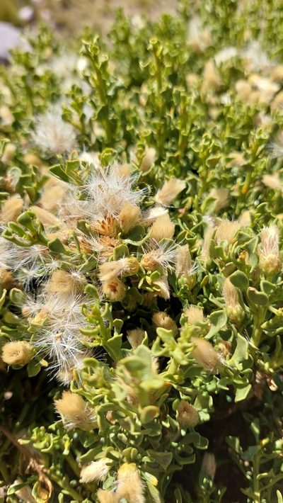 Baccharis neorupestris, photographed by Tomás Tamagno