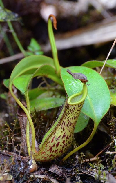 Nepenthes fusca, photographed by Jay Pruett
