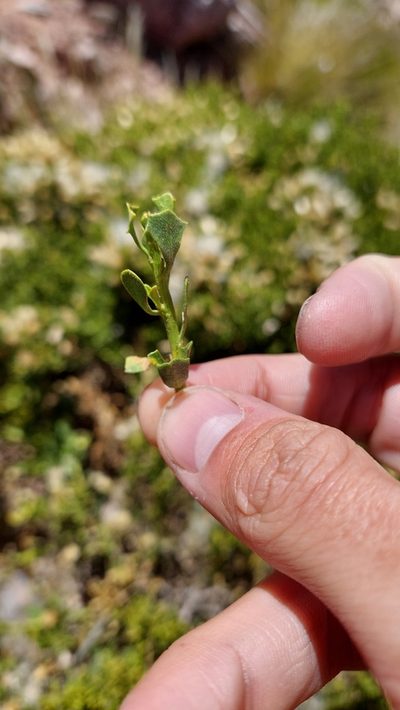 Baccharis neorupestris, photographed by Tomás Tamagno