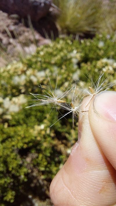 Baccharis neorupestris, photographed by Tomás Tamagno