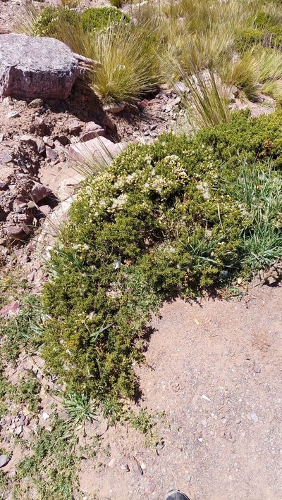 Baccharis neorupestris, photographed by Tomás Tamagno