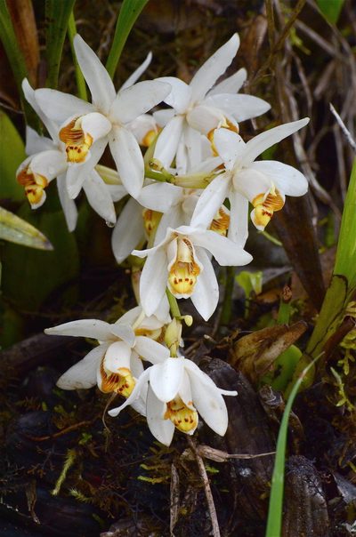 Coelogyne hirtella, photographed by Jay Pruett