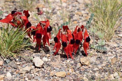 Swainsona formosa, photographed by Kym Nicolson