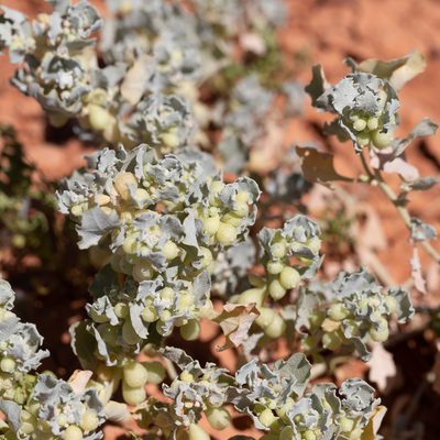Atriplex holocarpa, photographed by Kym Nicolson