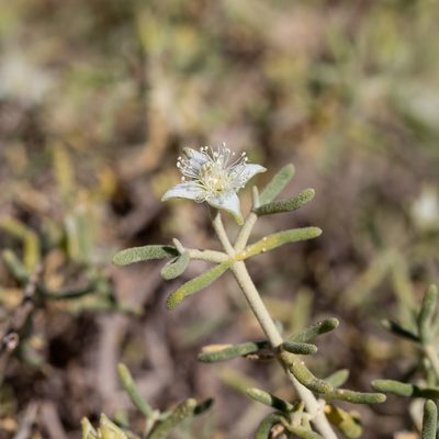 Gunniopsis quadrifida, photographed by Kym Nicolson