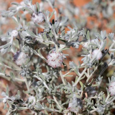 Dissocarpus paradoxus, photographed by Kym Nicolson