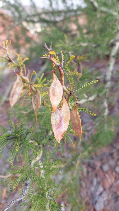 Parkinsonia andicola, photographed by Tomás Tamagno