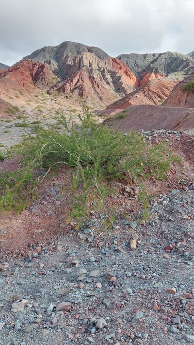 Parkinsonia andicola, photographed by Tomás Tamagno