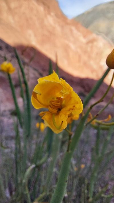 Senna crassiramea, photographed by Tomás Tamagno
