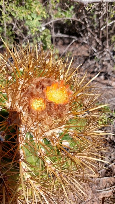 Parodia maassii, photographed by Tomás Tamagno