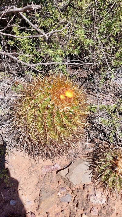 Parodia maassii, photographed by Tomás Tamagno