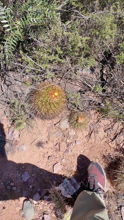 Parodia maassii, photographed by Tomás Tamagno