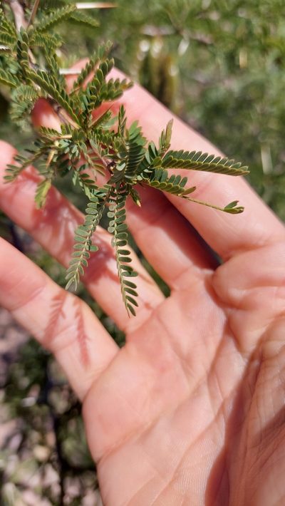 Strombocarpa ferox, photographed by Tomás Tamagno