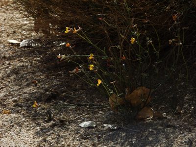Acmispon rigidus, photographed by Amy