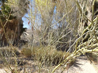 Parkinsonia florida, photographed by Amy