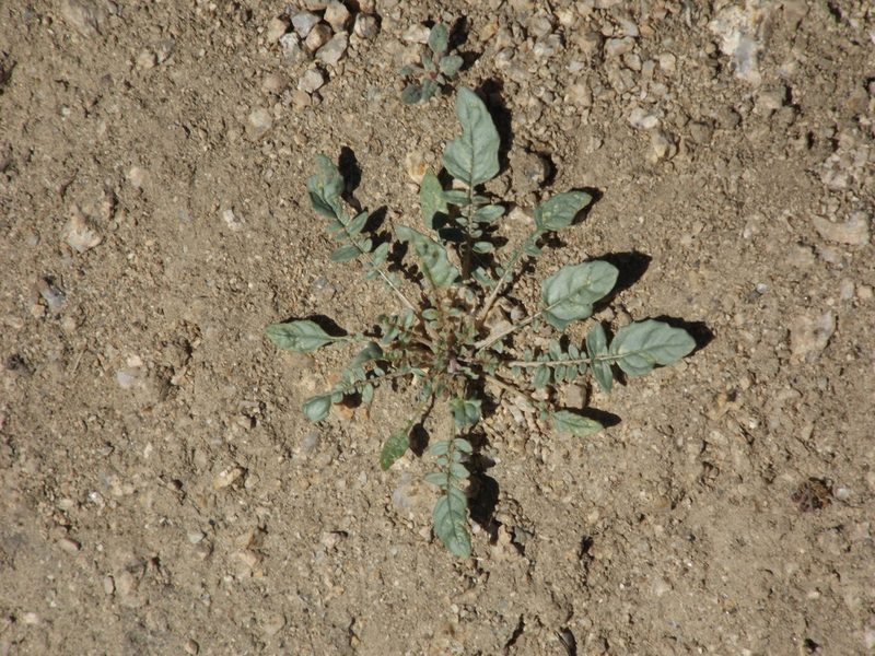 Chylismia claviformis, photographed by Amy