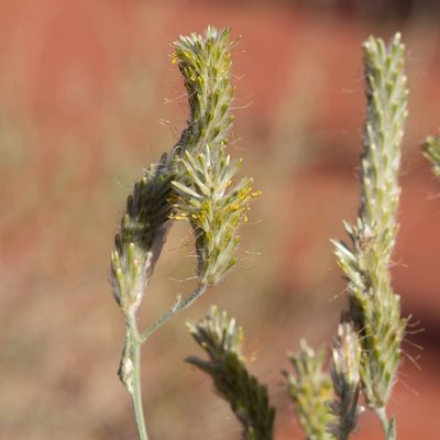 Ptilotus polystachyus, photographed by Kym Nicolson