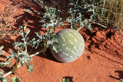 Citrullus colocynthis