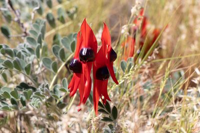 Swainsona formosa, photographed by Kym Nicolson