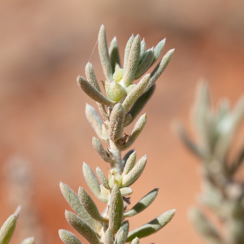 Sclerolaena diacantha, photographed by Kym Nicolson