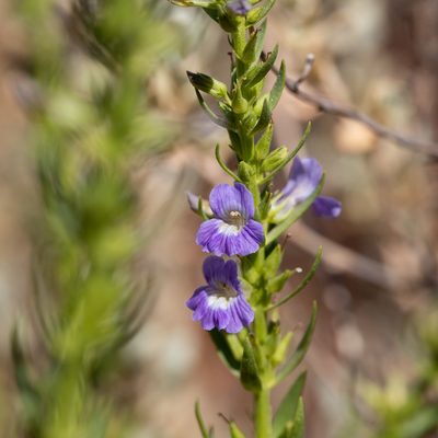 Stemodia florulenta, photographed by Kym Nicolson