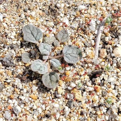Eriogonum thomasii