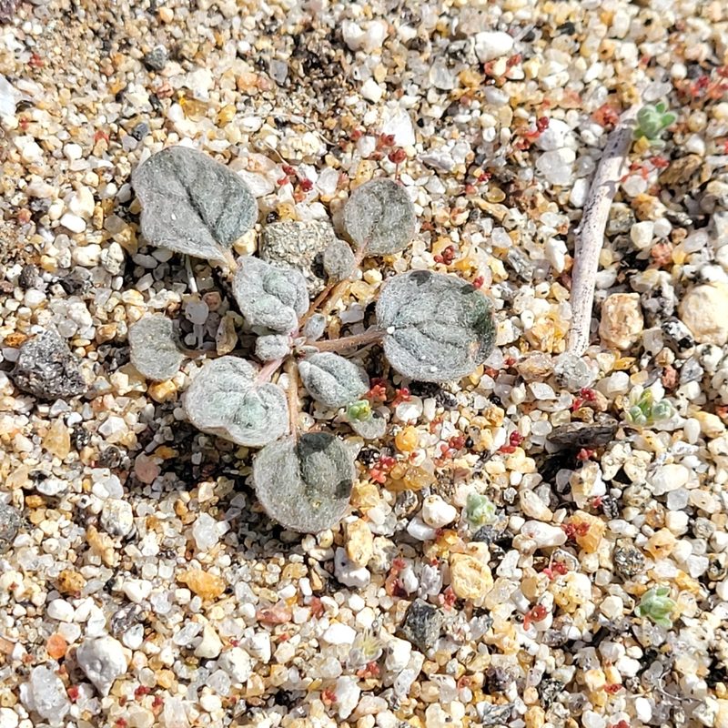 Eriogonum thomasii, photographed by Dan Horowitz