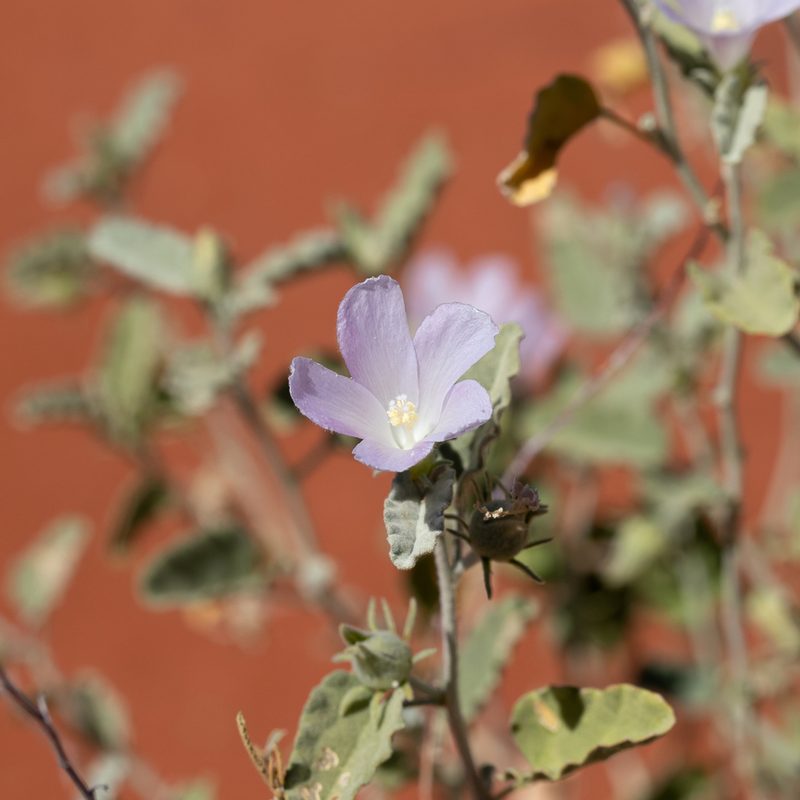 Hibiscus krichauffianus, photographed by Kym Nicolson