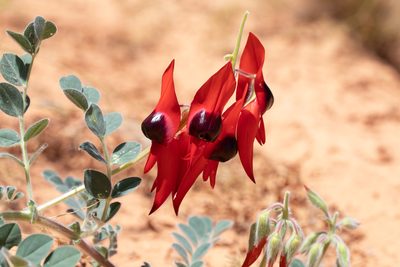 Swainsona formosa, photographed by Kym Nicolson