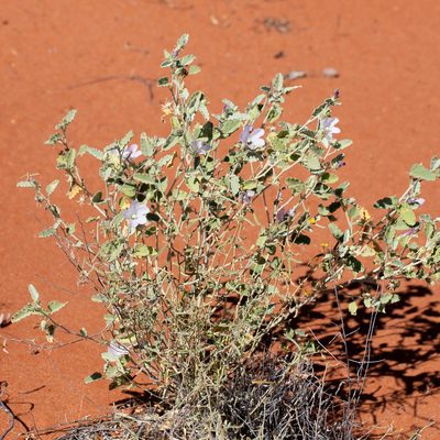 Hibiscus krichauffianus, photographed by Kym Nicolson