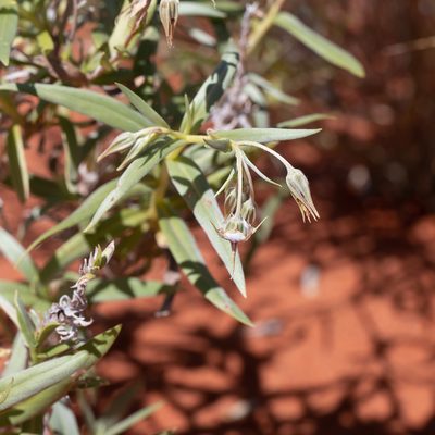 Trichodesma zeylanicum, photographed by Kym Nicolson