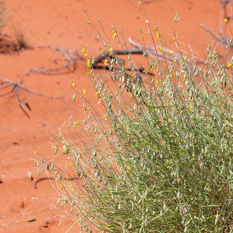 Crotalaria eremaea, photographed by Kym Nicolson