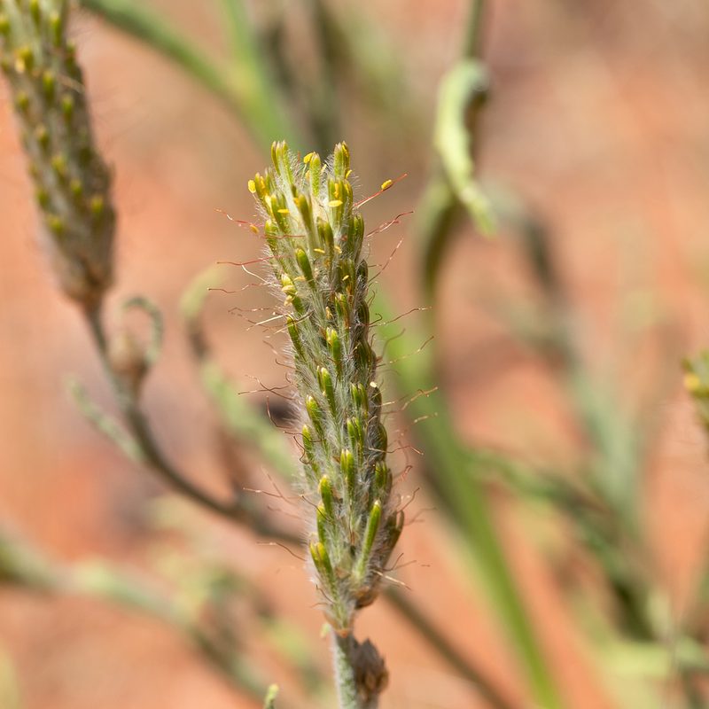 Ptilotus polystachyus, photographed by Kym Nicolson