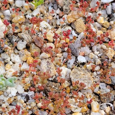 Crassula connata, photographed by Dan Horowitz