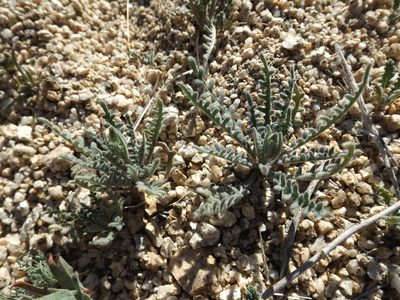 Mentzelia albicaulis, photographed by Amy