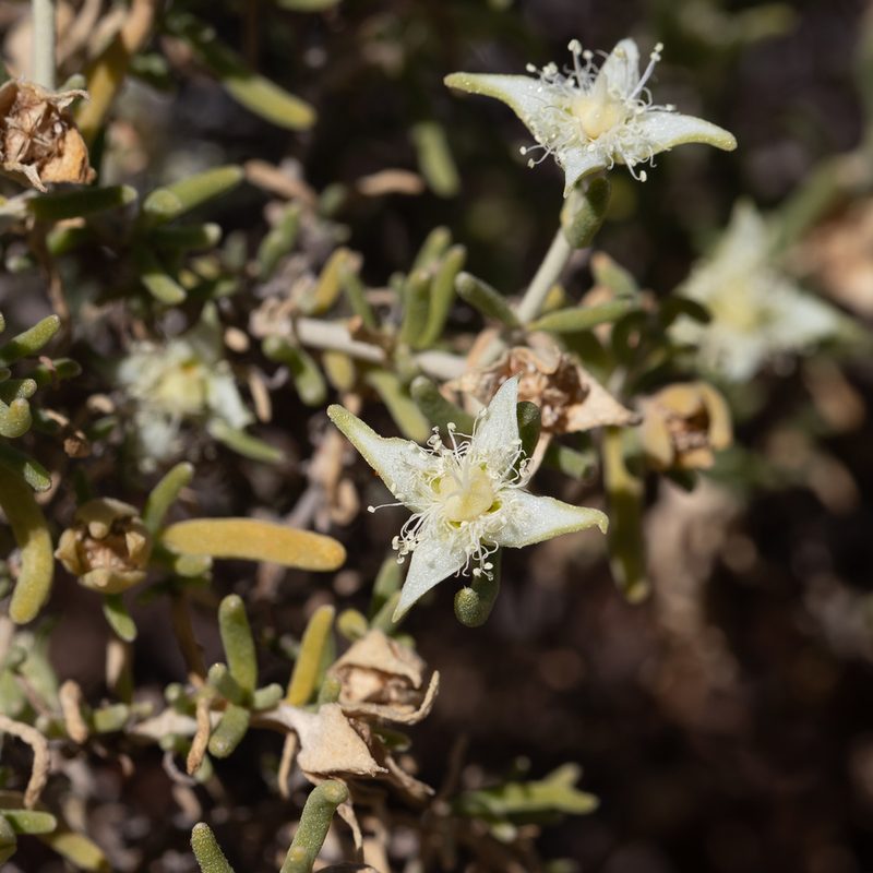 Gunniopsis quadrifida, photographed by Kym Nicolson