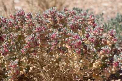Atriplex holocarpa, photographed by Kym Nicolson