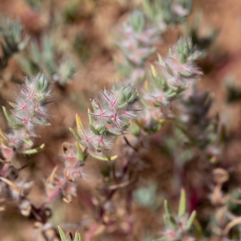 Sclerolaena lanicuspis, photographed by Kym Nicolson